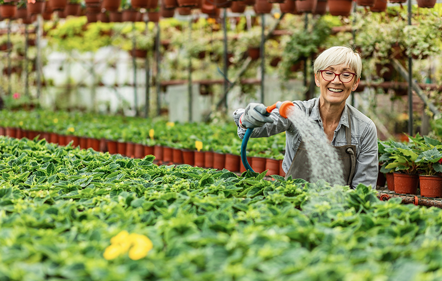 Older woman watering flowers in greenhouse