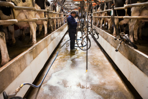 A farmer milking cows