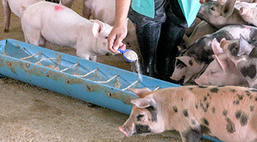 A person feeding pigs