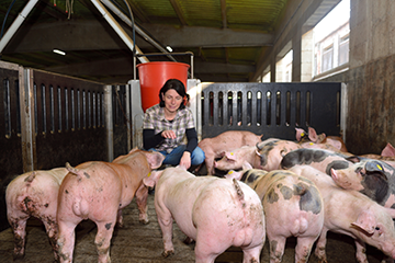 A farmer feeding pigs