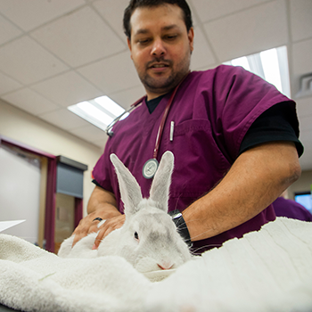 A male Veterinary Technician student looking at a bunny