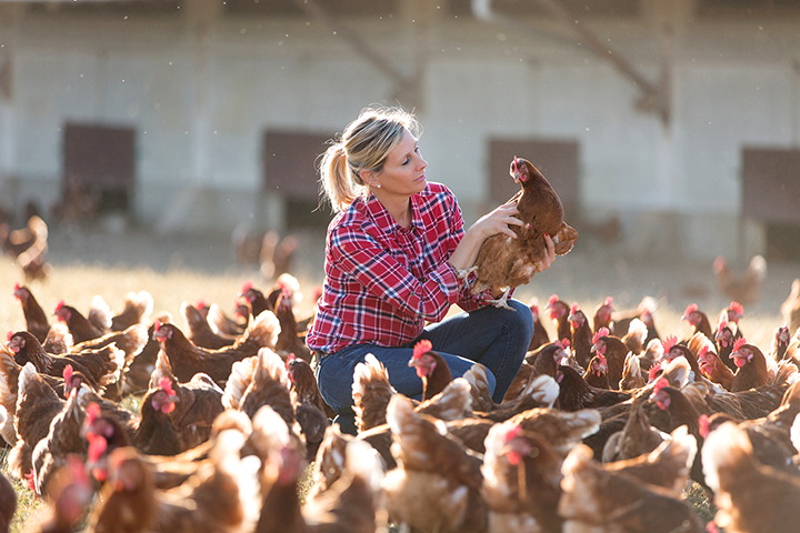 A farmer looking at chickens