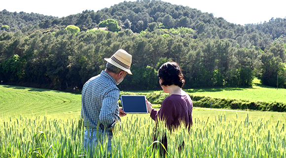 Two farmers looking at a tablet in a field