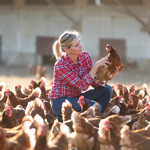 A farmer looking at chickens