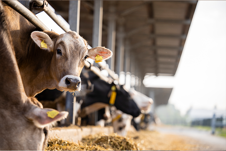 group of livestock cows in a barn