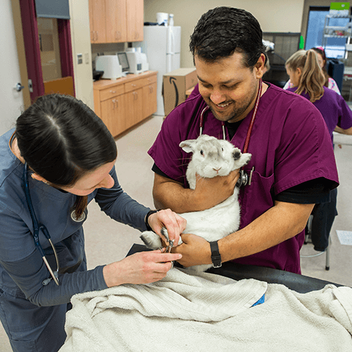 Veterinary technician students doing hands-on work in the classroom