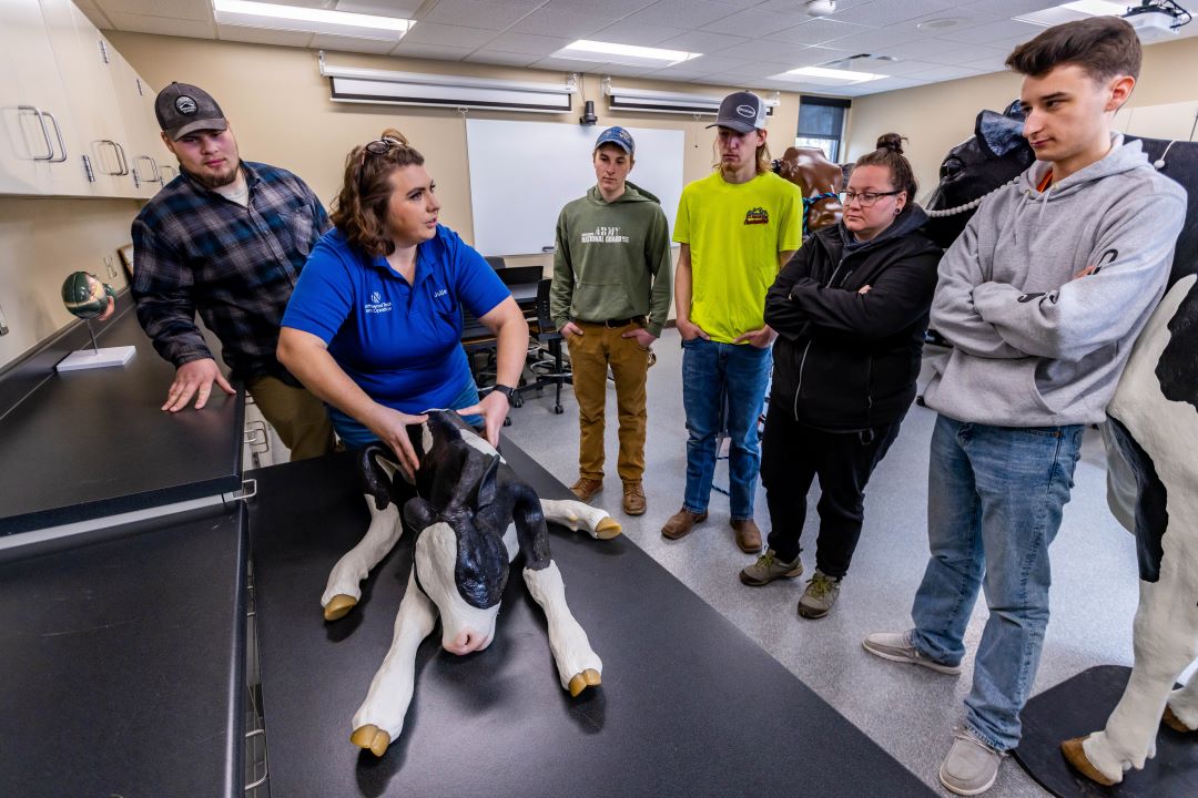 Students in lab observe instructor demonstrate techniques on calf mannequin