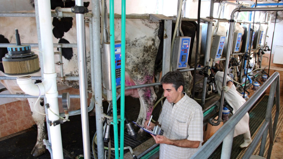 Dairy business manager and farm worker at a dairy farm