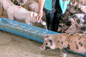 A person feeding pigs