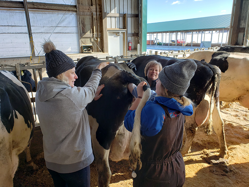 A veterinary technician student examining a cow