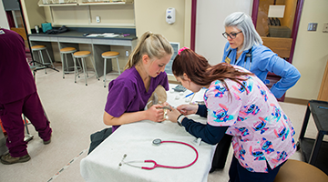 Veterinary technician students clipping a rabbit's toenails