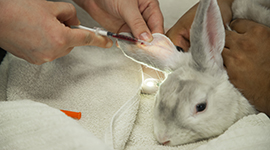 A rabbit receiving a shot