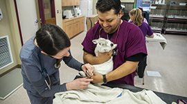 Veterinary technician students clipping a rabbit's toenails