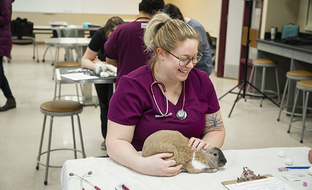 A veterinary technician student examining a rabbit