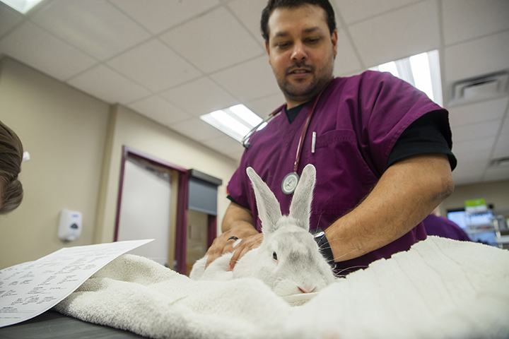 A veterinary technician student examining a rabbit