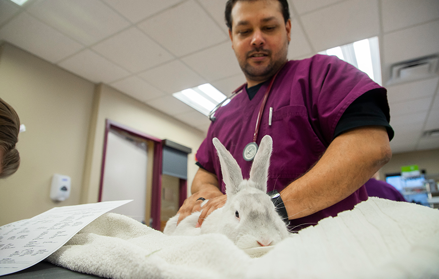 A veterinary technician student examining a rabbit