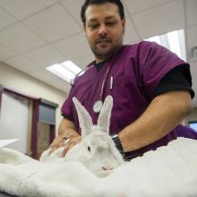 Student examining a white bunny.